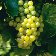 Chalmberger<br>Morio Muscat