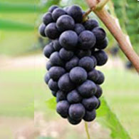 Chalmberger<br>Pinot noir